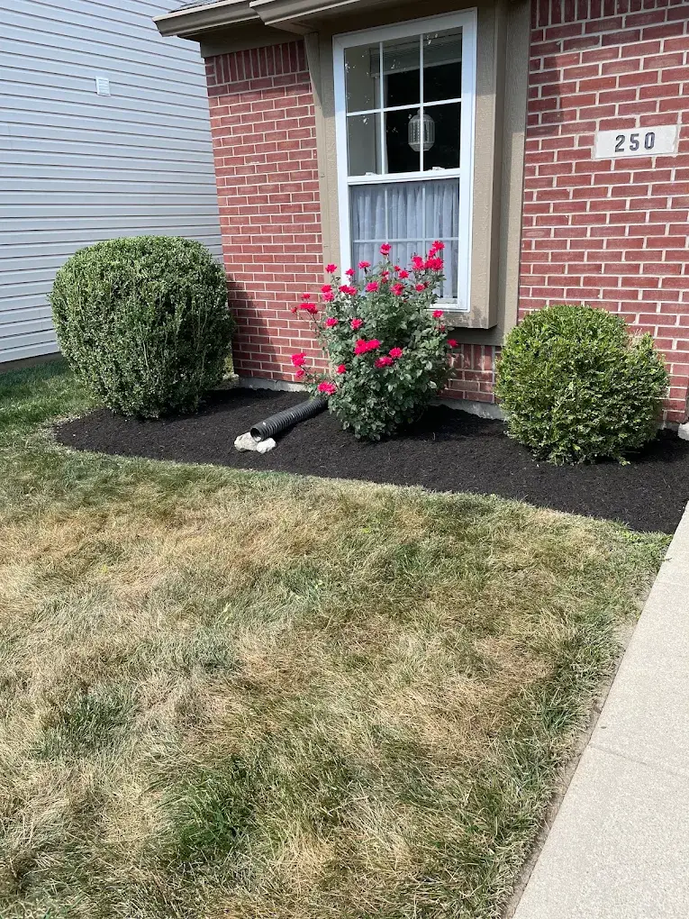 A dark mulched planting bed with two trimmed shrubs and a flowering pink rose bush sits against a brick house, beside a patchy lawn and concrete walkway.